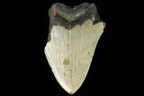 Partial, Fossil Megalodon Tooth - North Carolina #124771-1